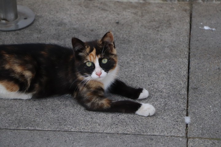 cat