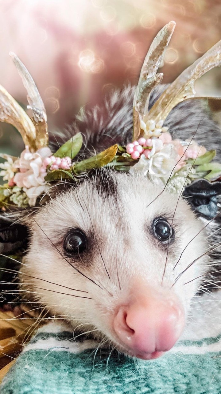 opossum