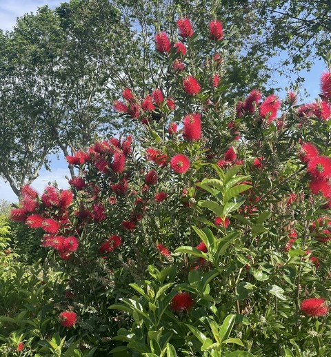 hình nền flower, bottlebrushes