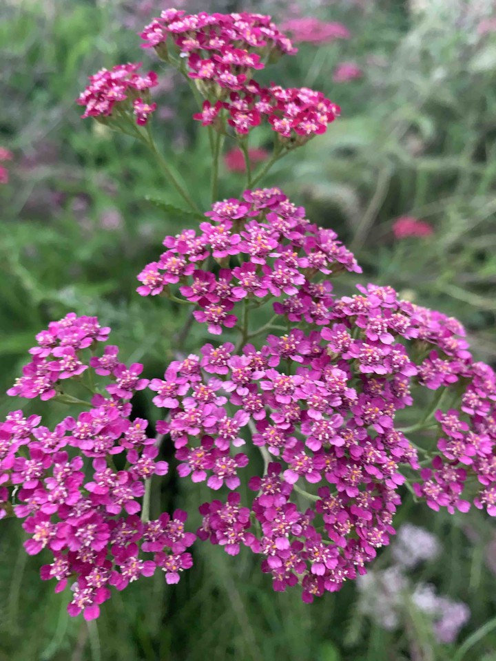 Flowervibes