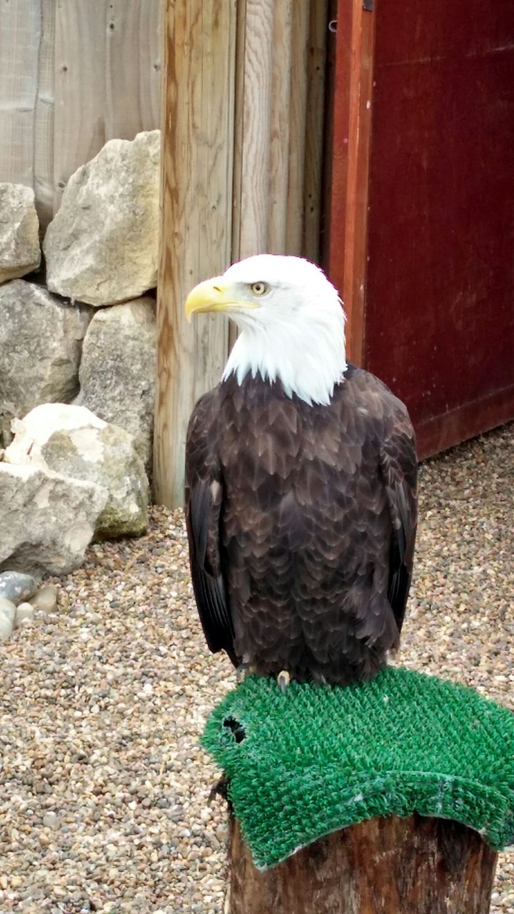 an eagle