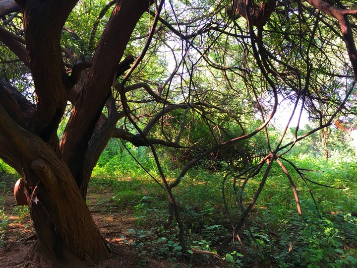 Aadhanur Forest