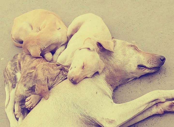 Cute Dogs..