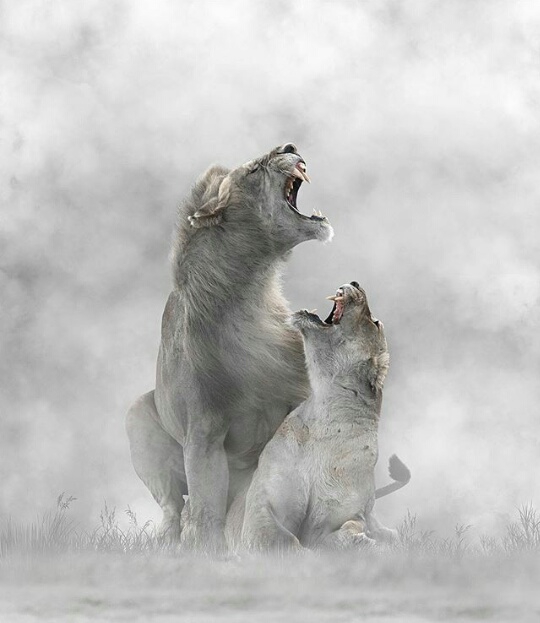 lion