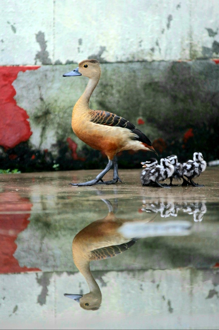 duck and duckling