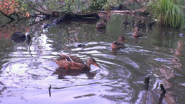 Wild ducks