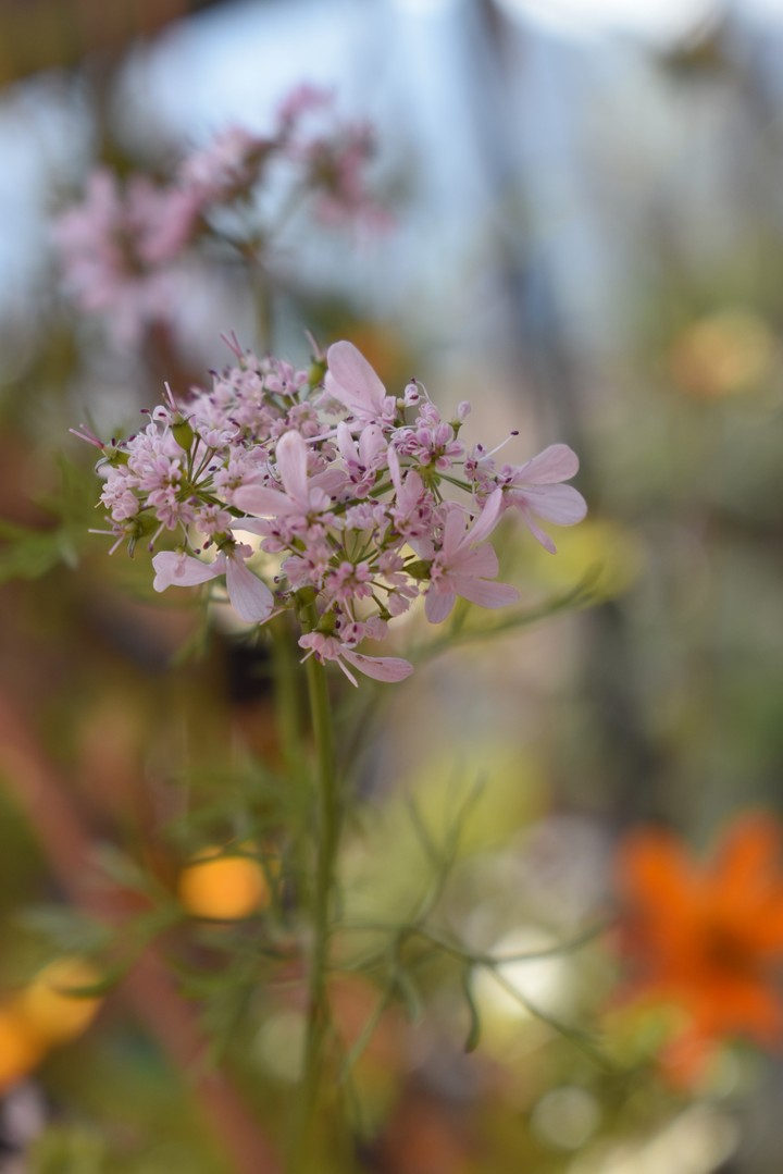 Purple Flowers