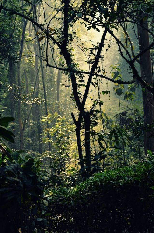 Forest