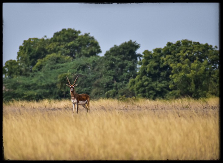 Antelope