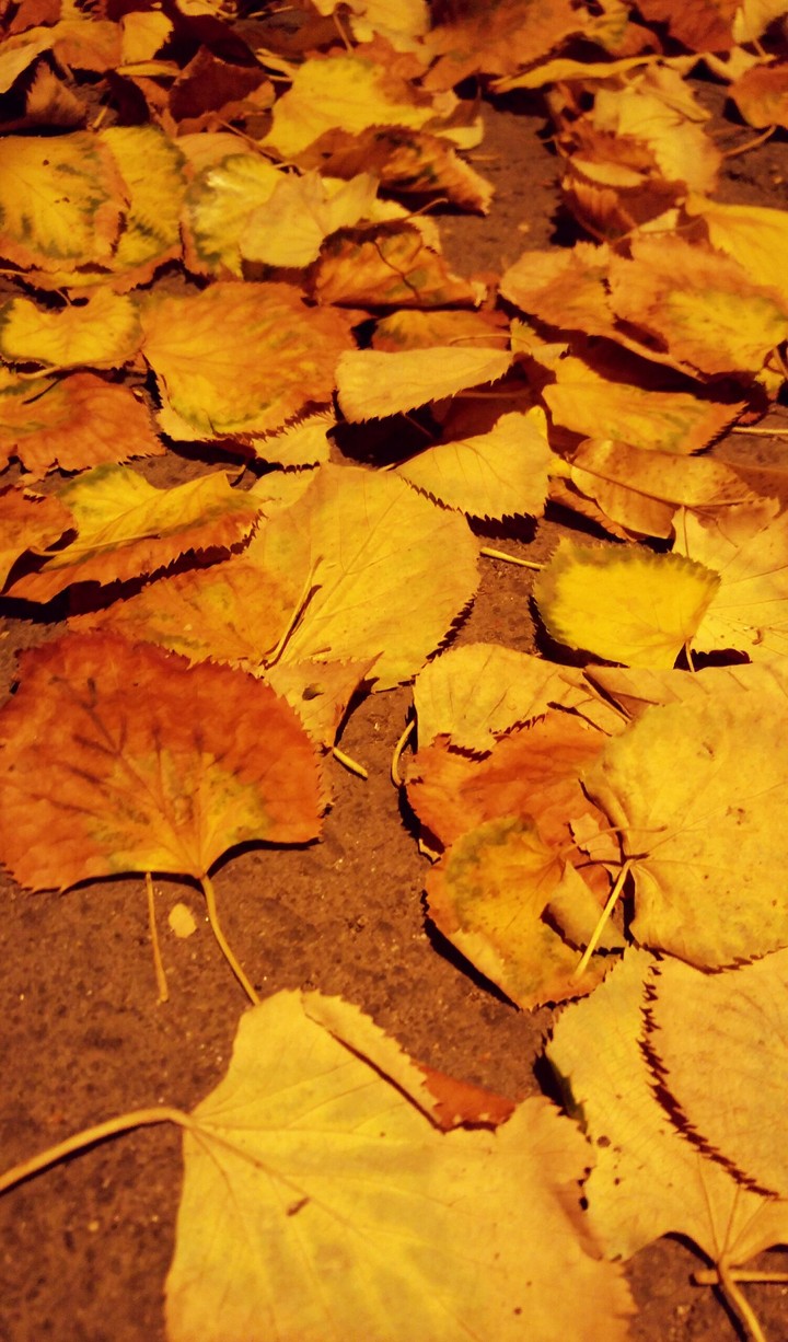 Autumn