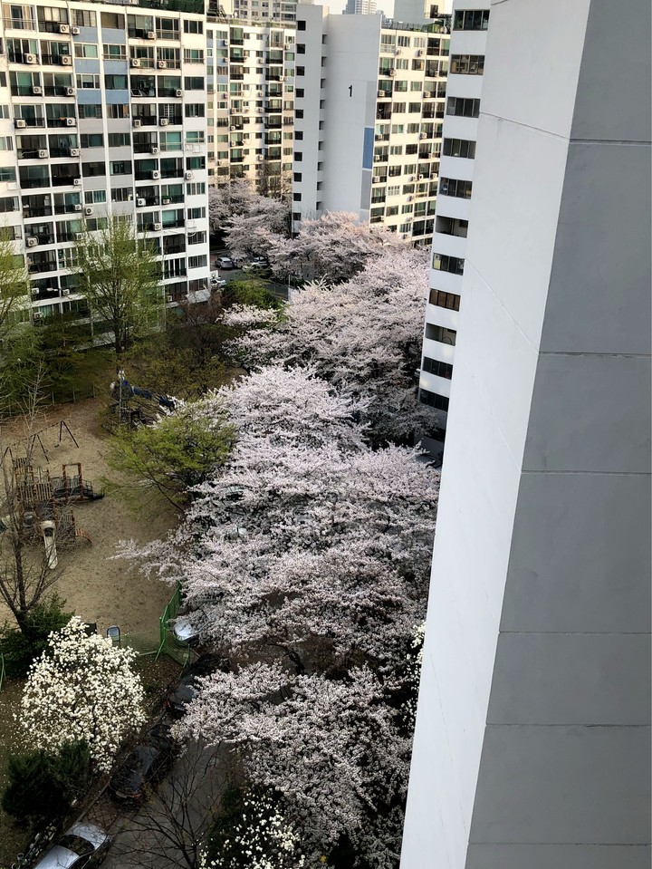 Dragon of cherry blossoms