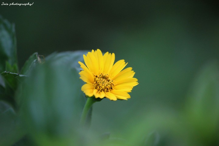 flower of the day