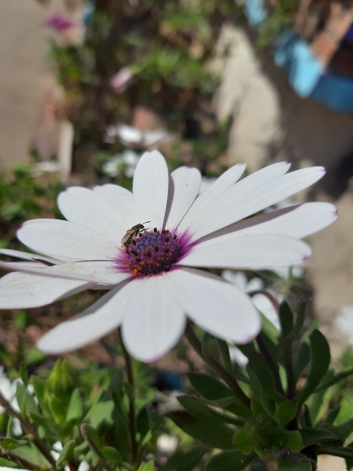 fleur