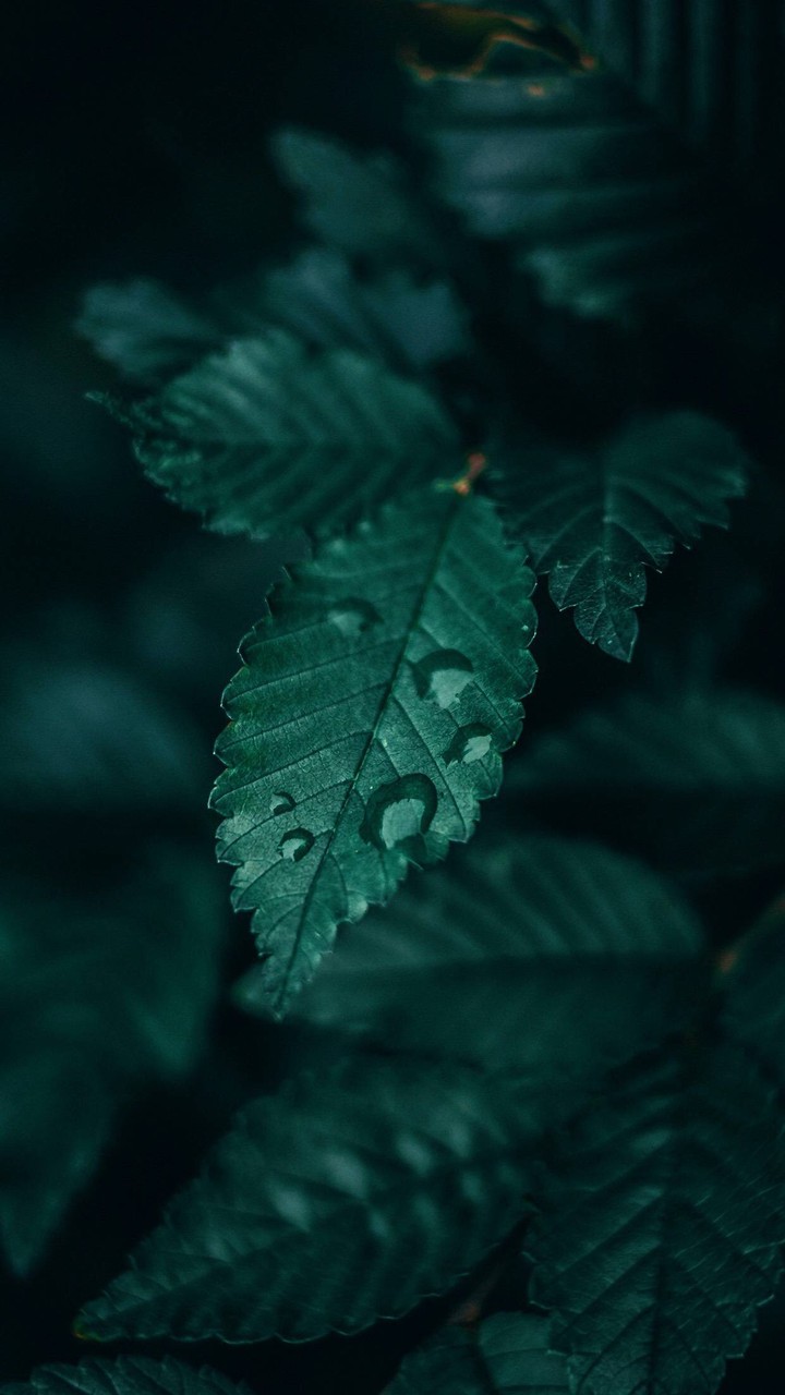rain forest