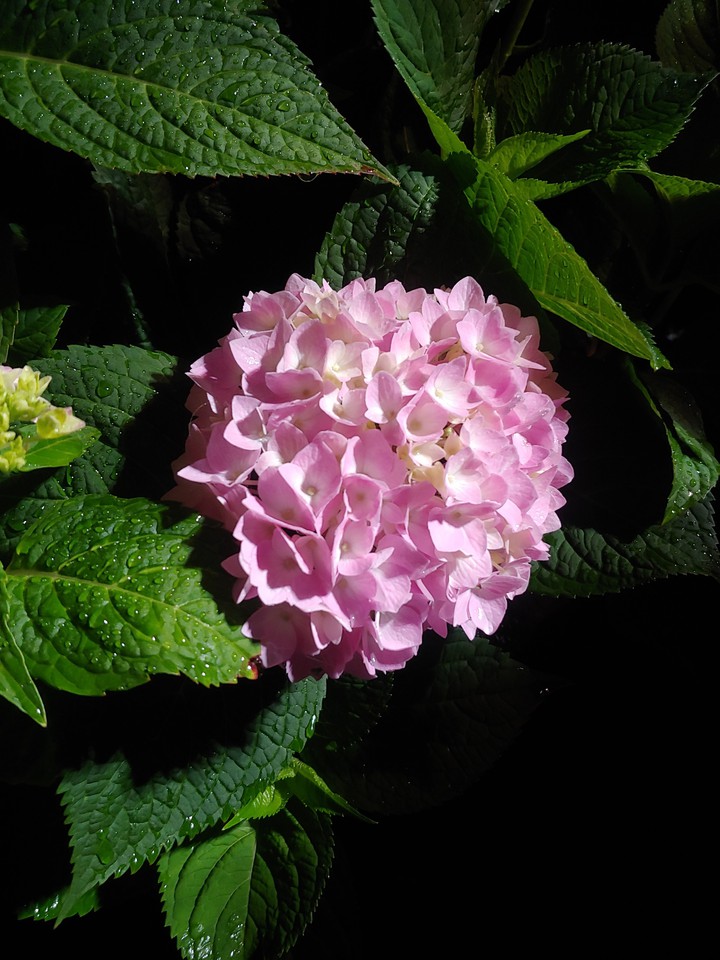 pink hydrangea blooms