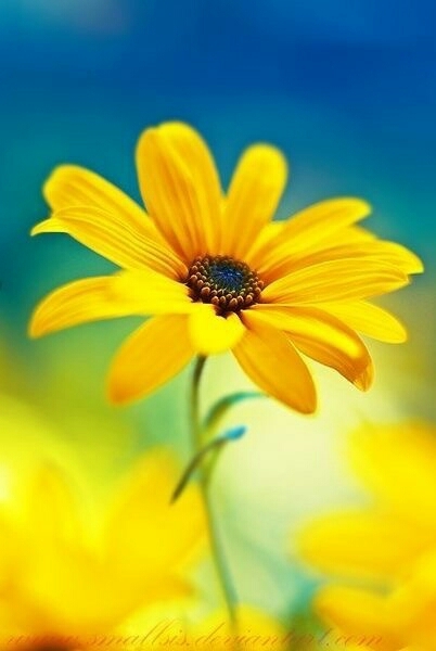 #flower #image
