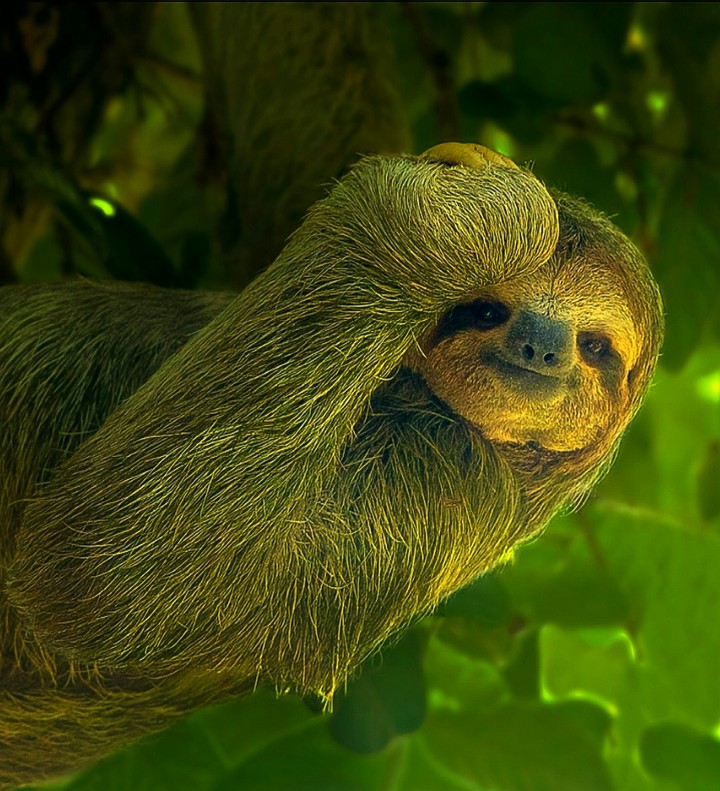 Slow As Moss A Sloth Tale