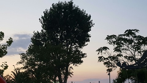 Alberi al tramonto