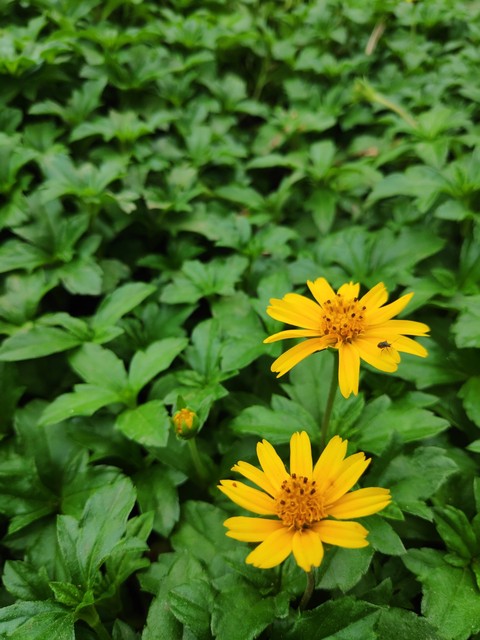 yellow flower