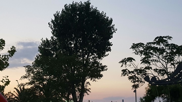 Alberi al tramonto