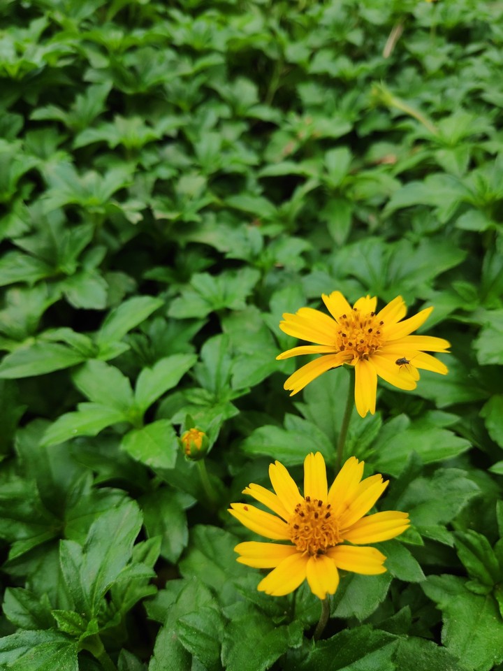 yellow flower