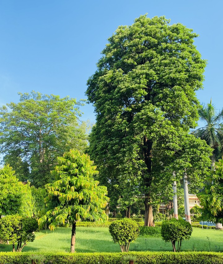 Trees