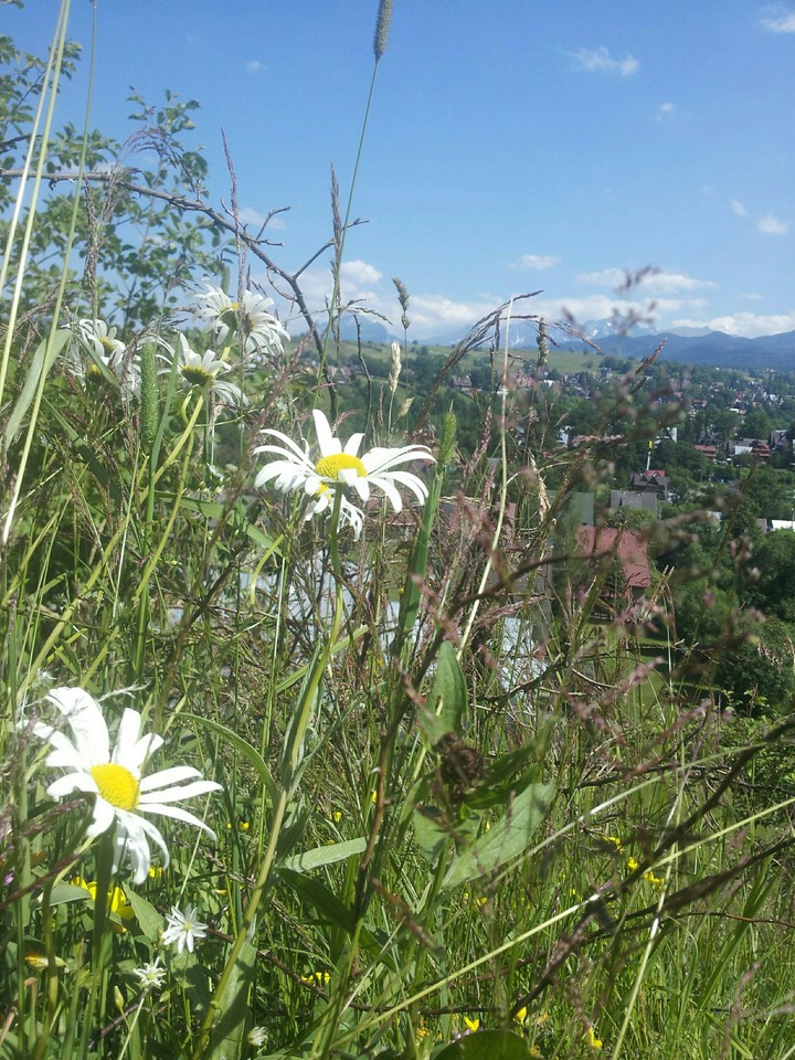 flowers