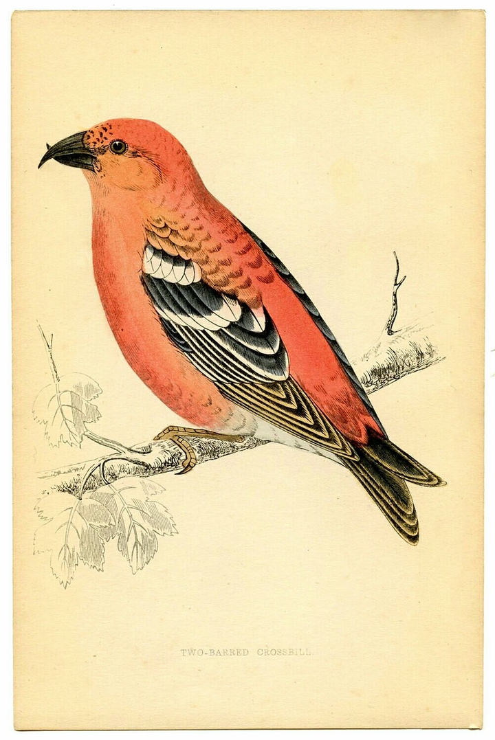 pink bird