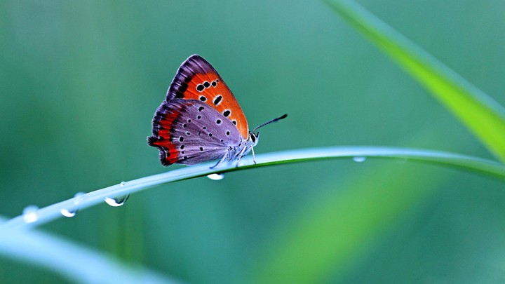 butterfly