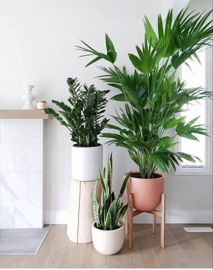 plants