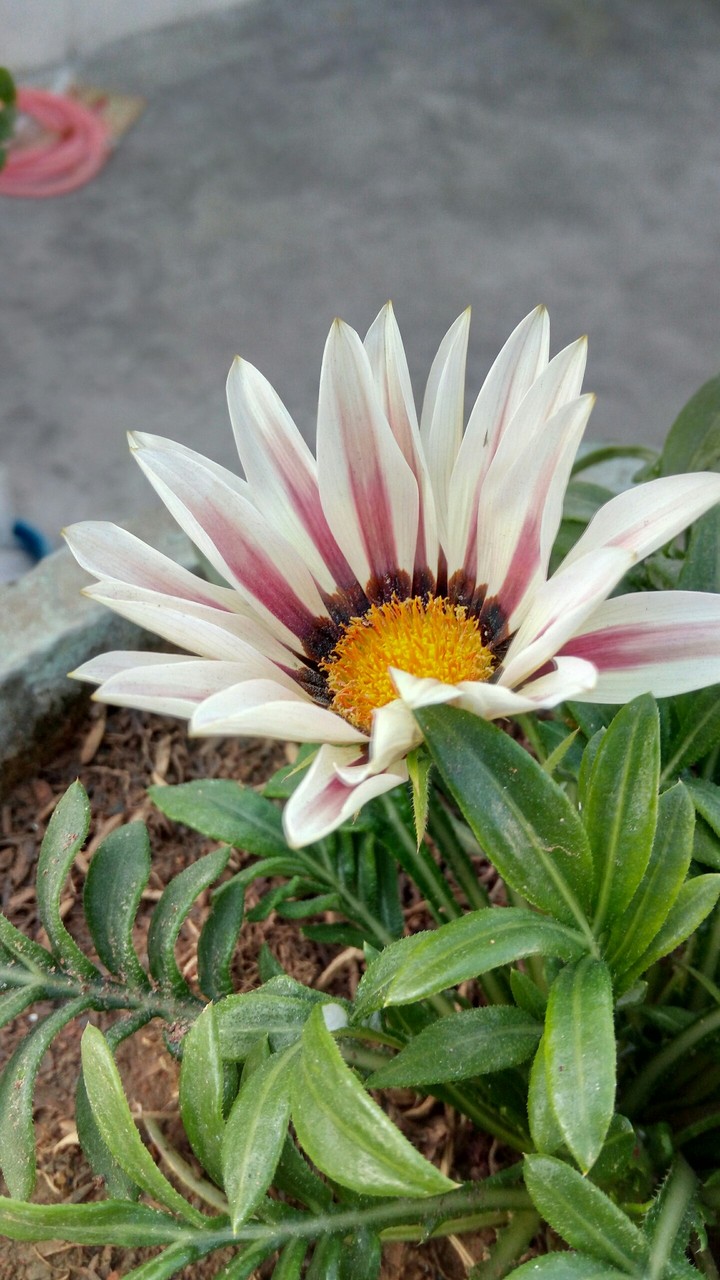 flower