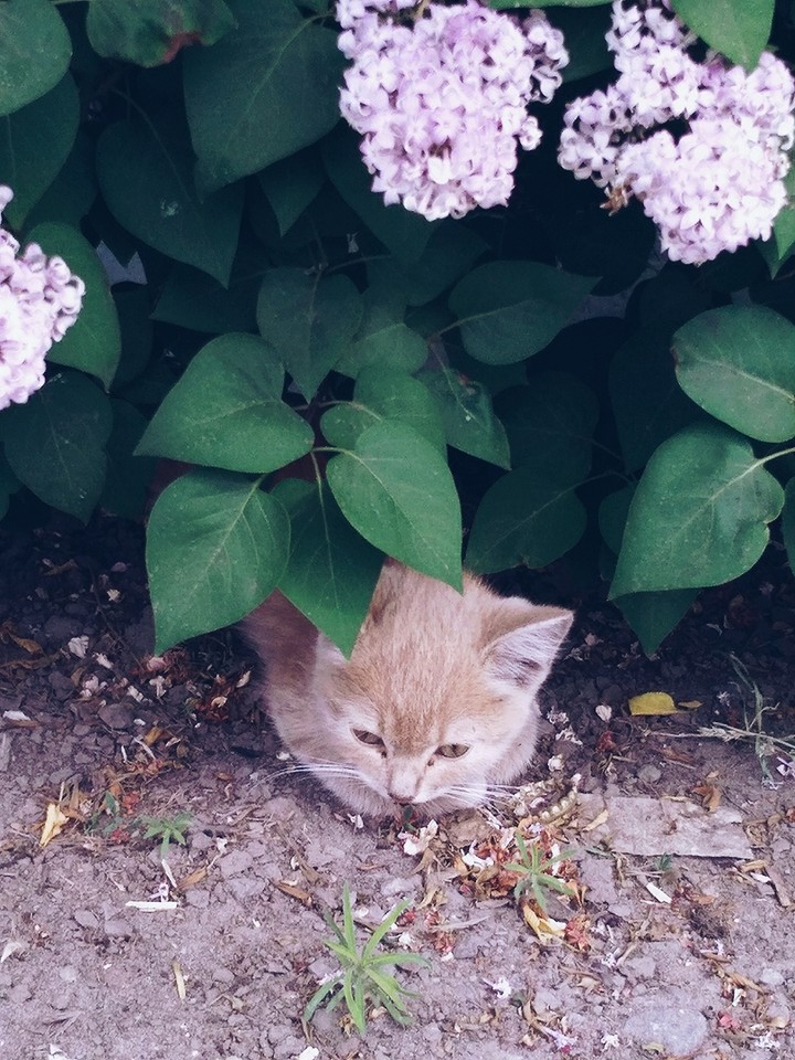 Кошечка