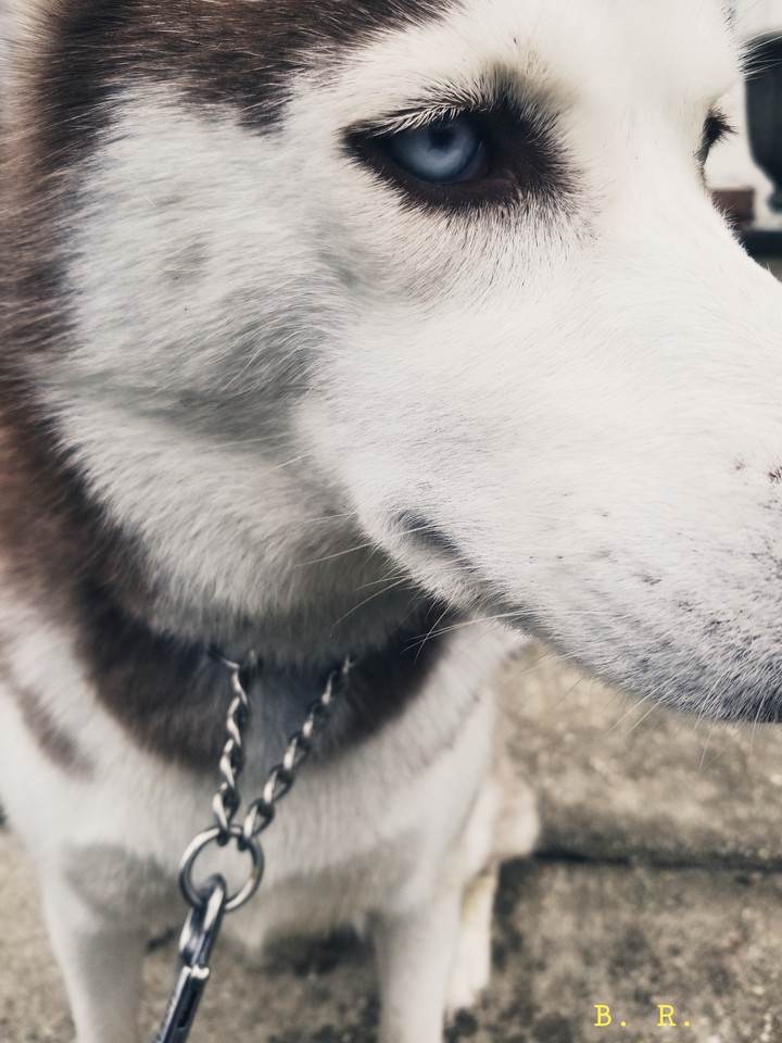 Husky Mode.