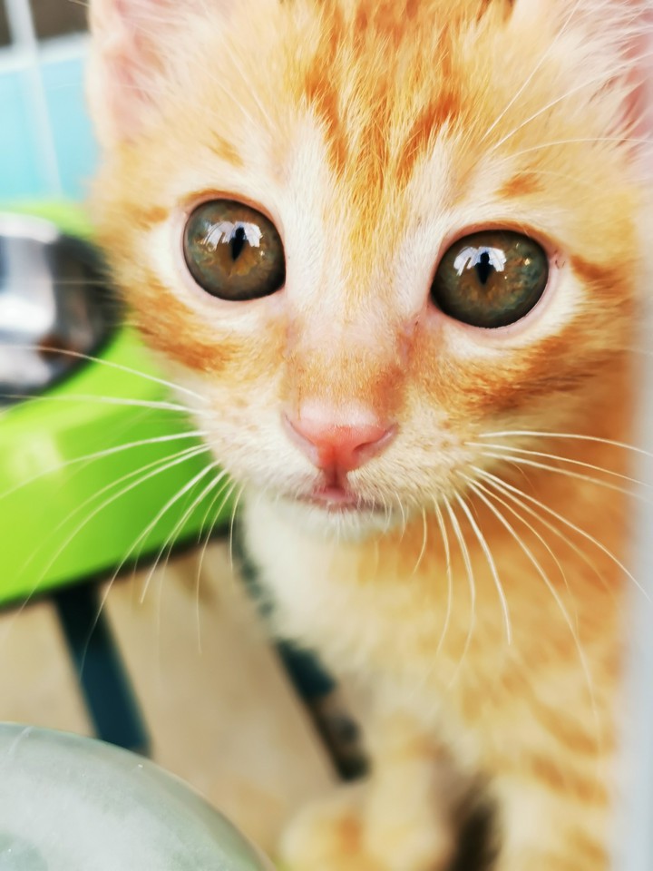 my kitten