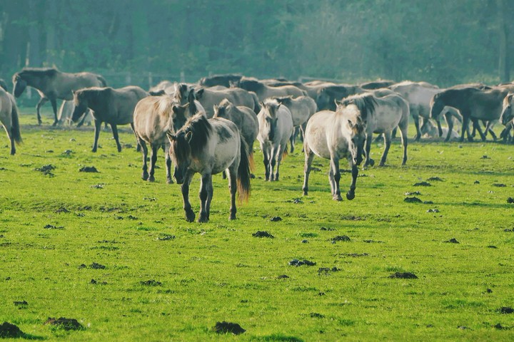 Wildpferde in Dülmen