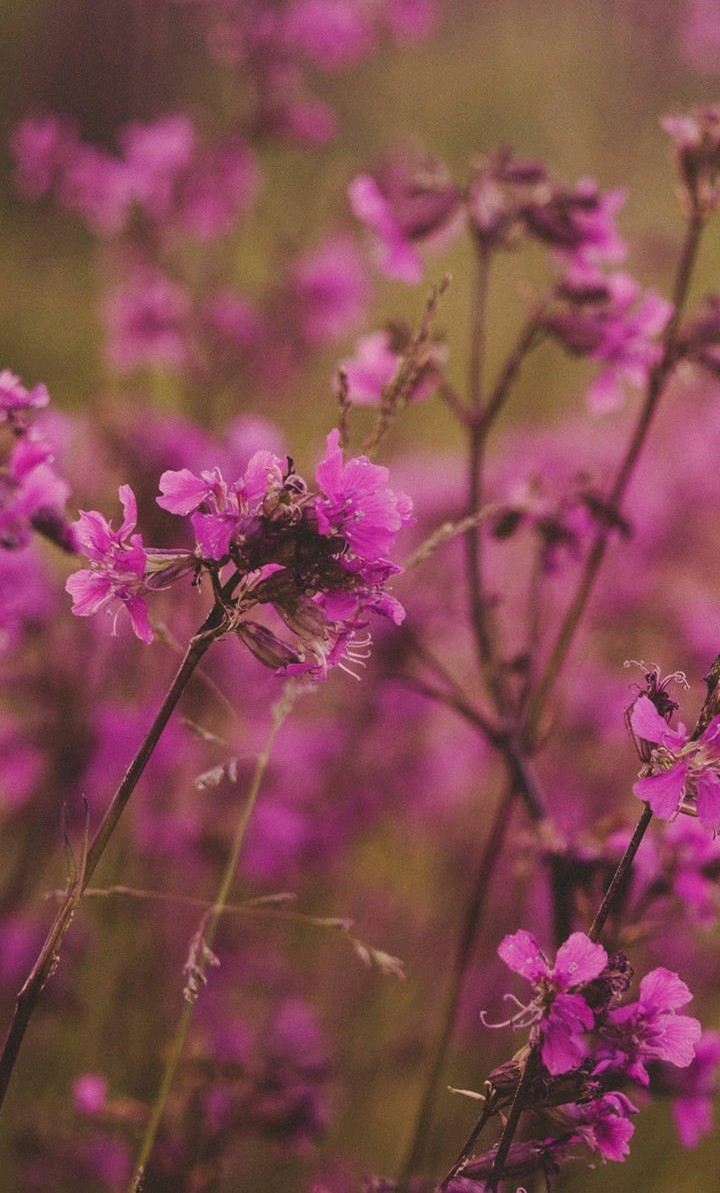 purple flowers on branches
