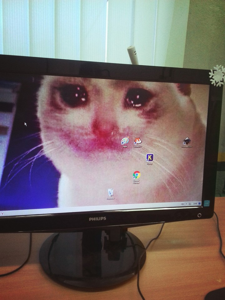 котяра