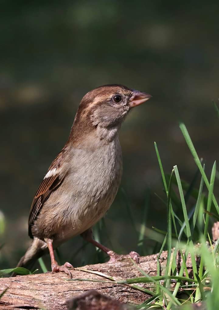 Bird