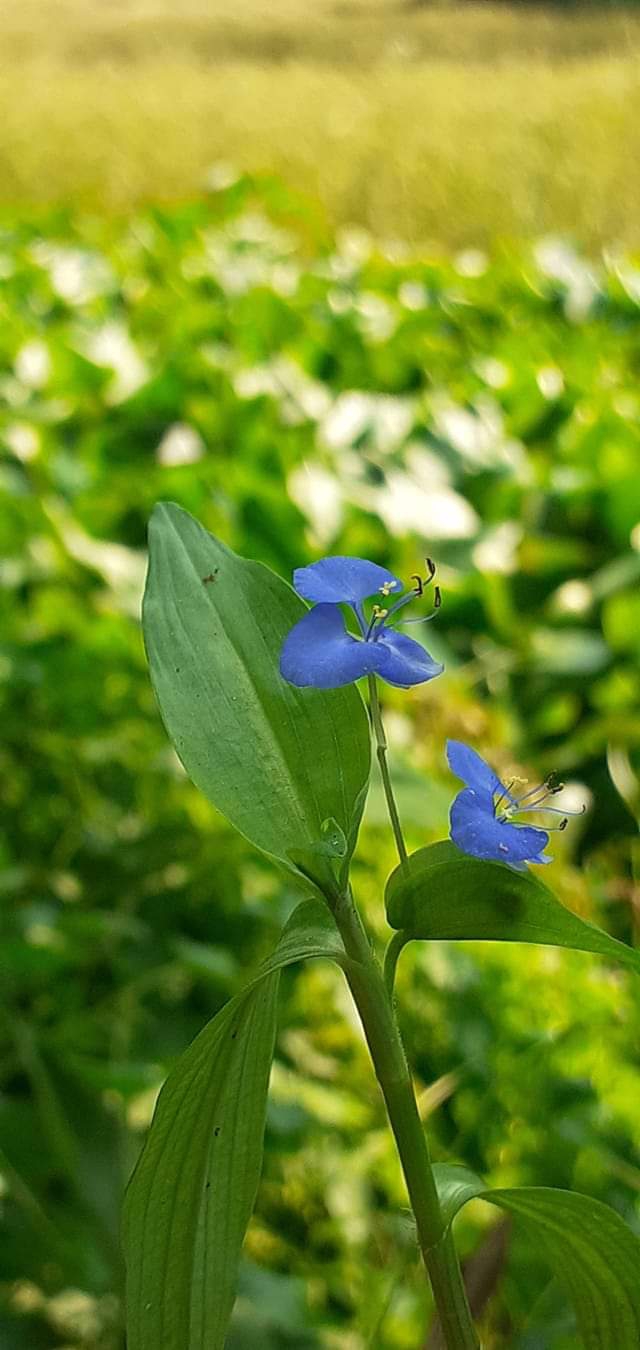 Nice flower
