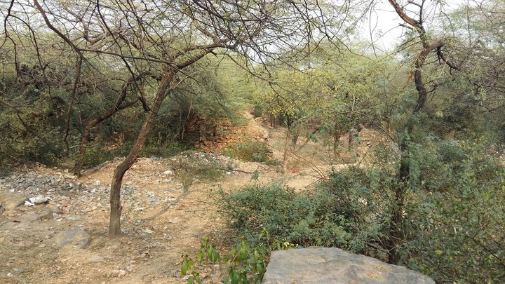 jungle