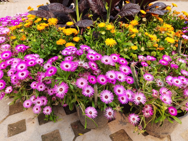 Flowers