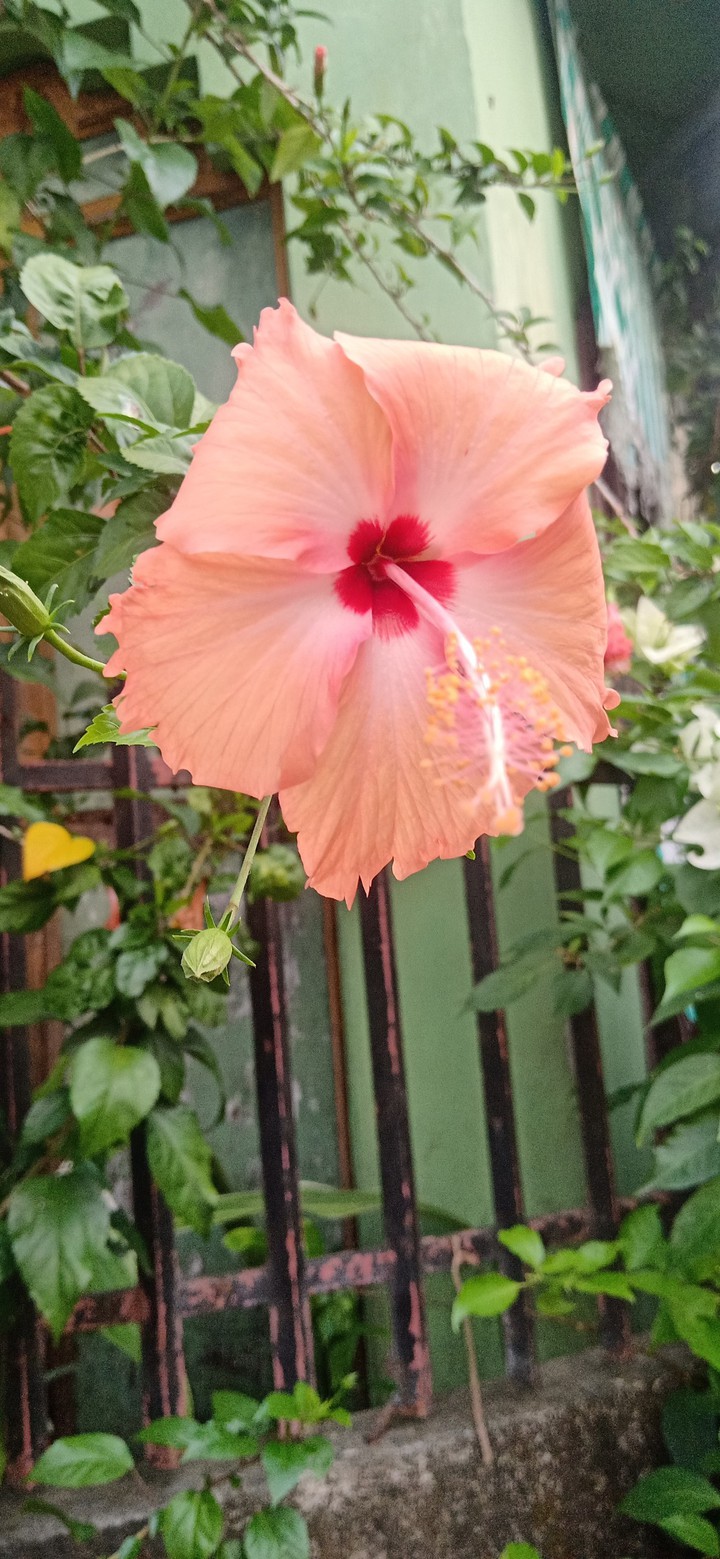 gumamela flower