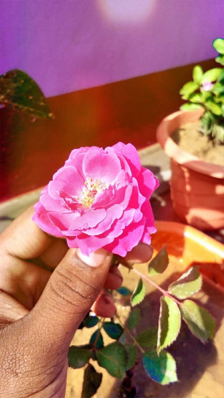 Heart touching ROSE 