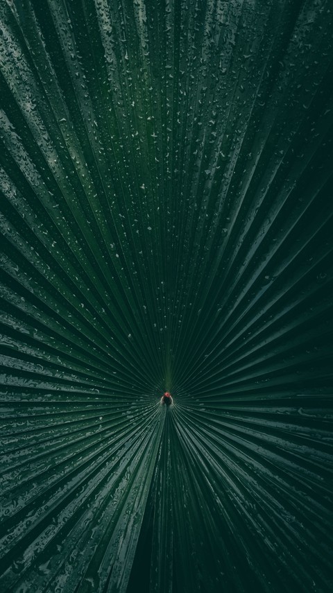 壁紙, green桌布