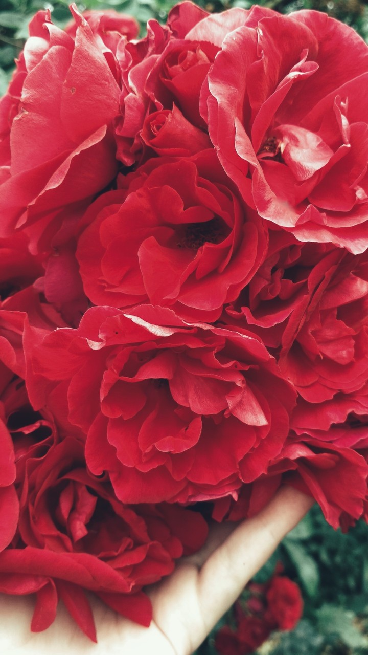 red roses