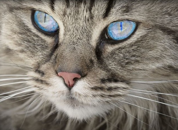 blue