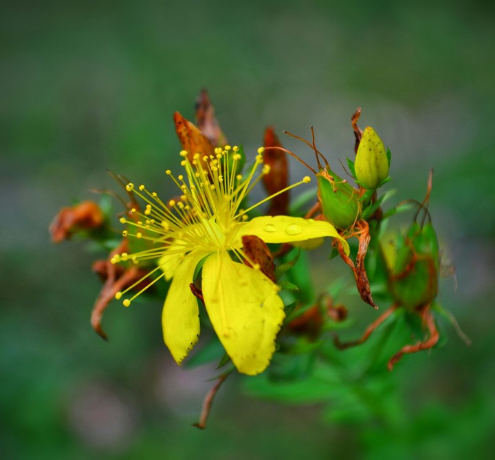 Cute Flower