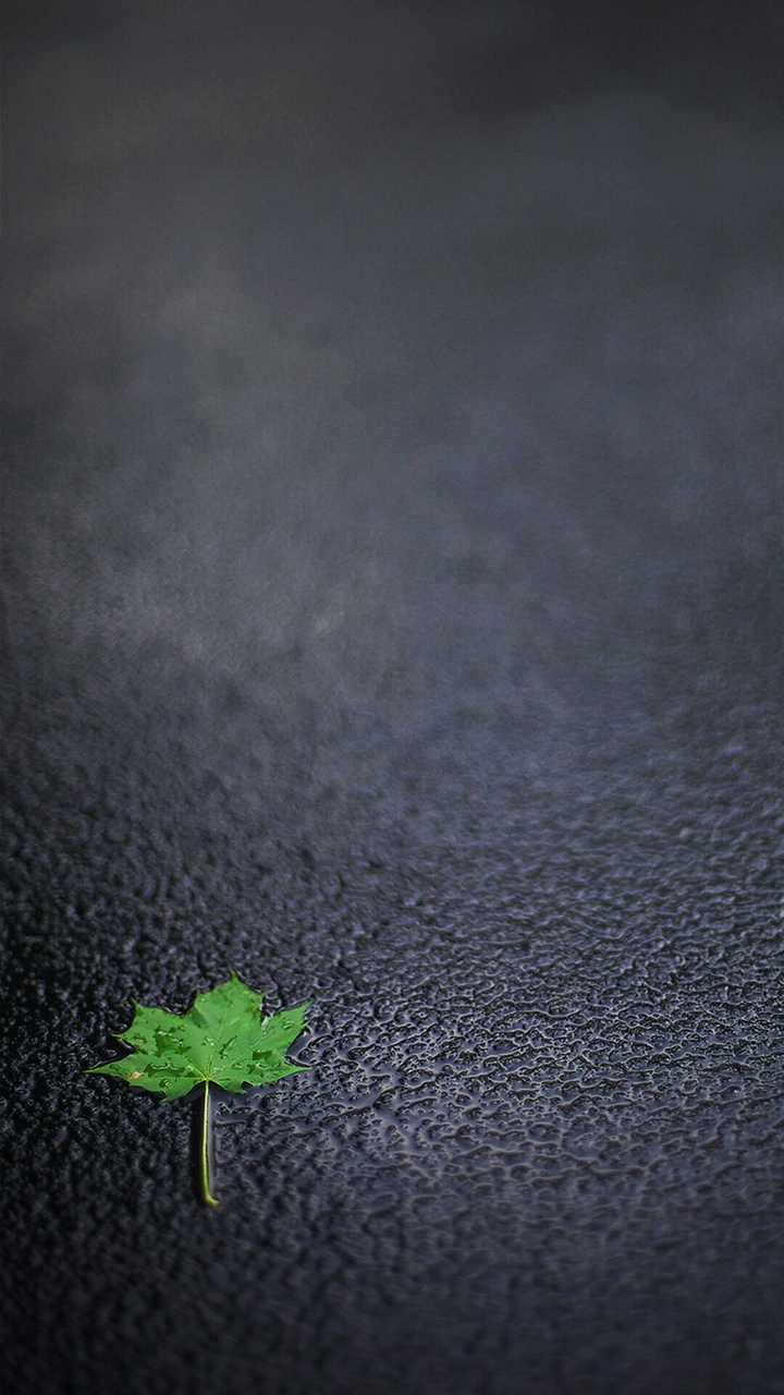 leaf