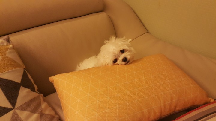 my baby puppy