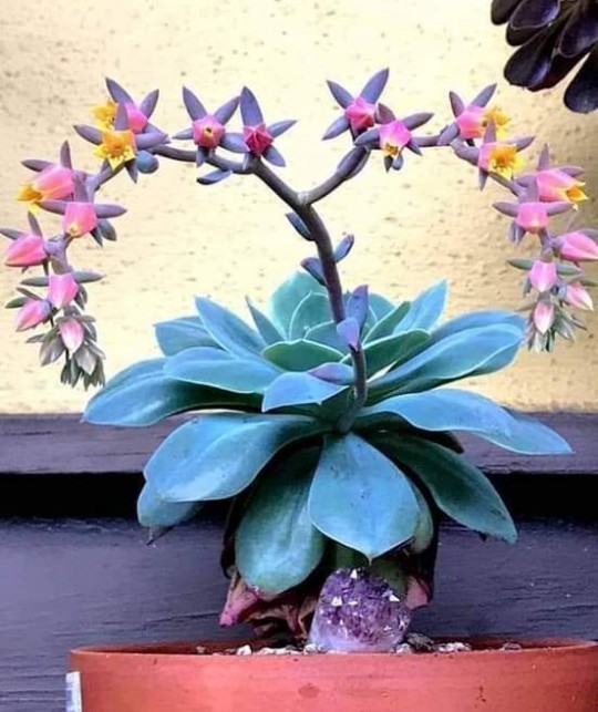 suculentas